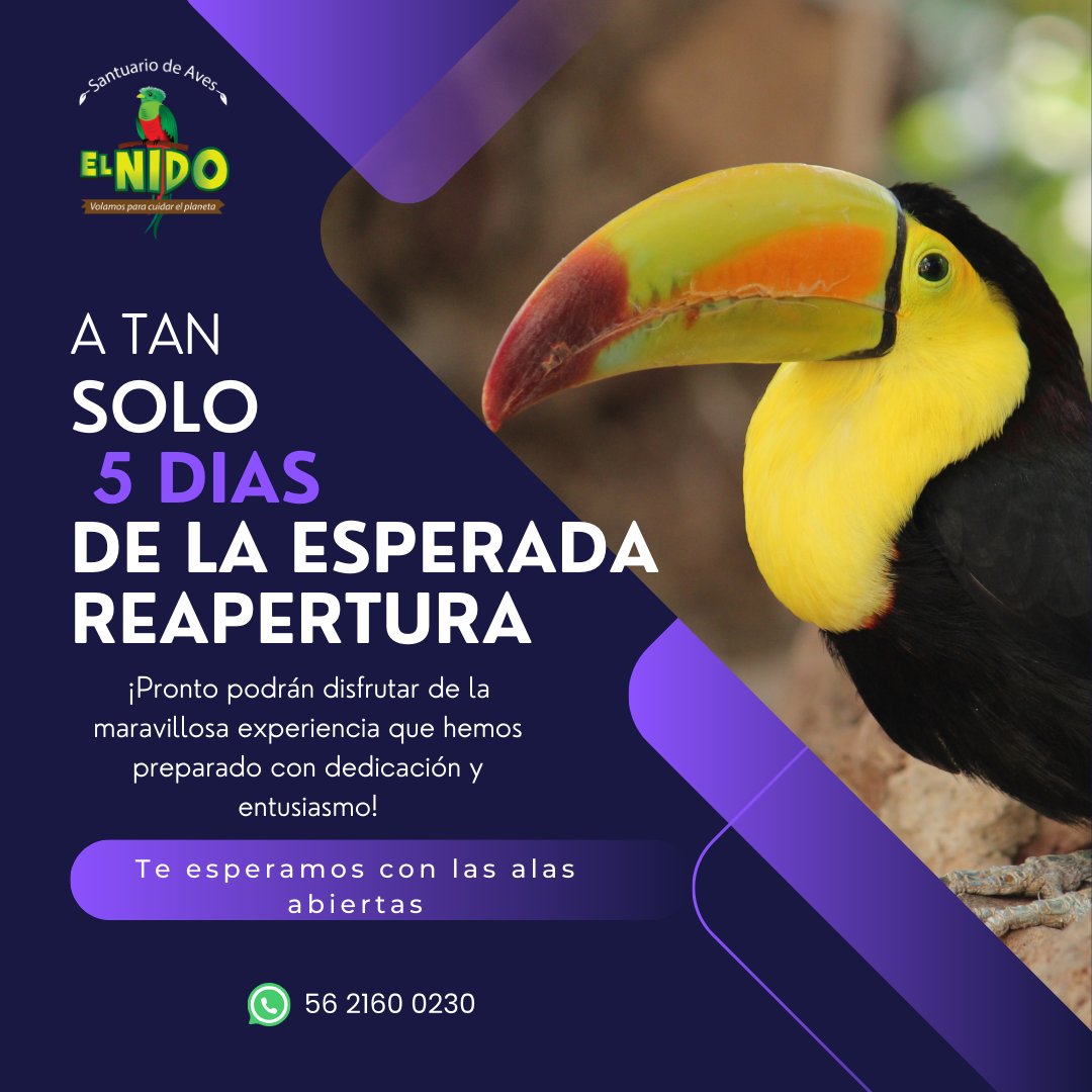 🌈✨ ¡A solo 5 días de la tan esperada reapertura del Santuario! 🕊️ La emoción crece para compartir contigo ese día.🦚✨
🕙 Horario de Taquilla: 10 am - 2 pm
¡Prepárate para una experiencia única en la naturaleza! 🌿🌺 #ReaperturaElNido #CuentaRegresiva #VolamosJuntos
