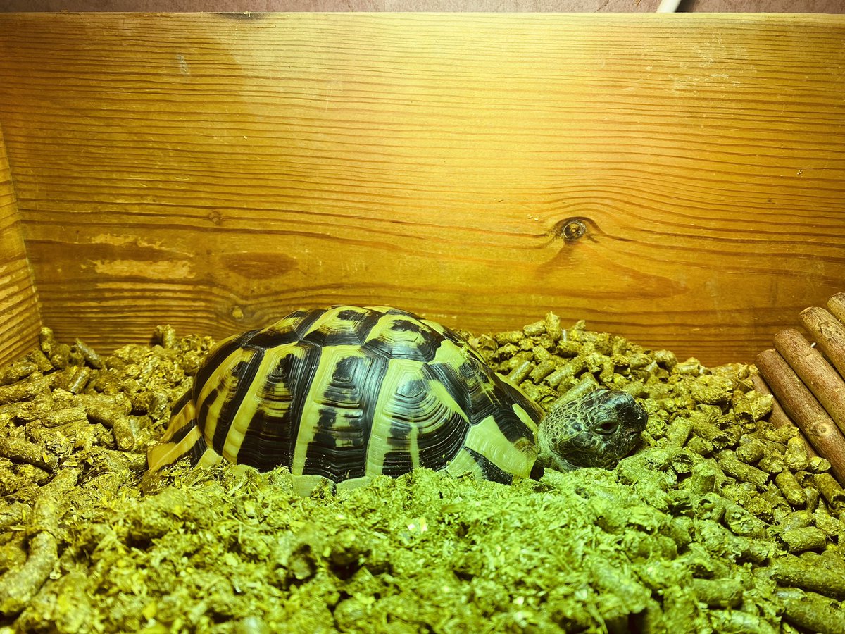 Elcop32's tweet photo. The human has been the early shift today so I had a 4am wake up call. Nope I’m staying in bed I said #flash #tortoise #earlywakeupcall #sleepy #sleepytortoise 🐢⚡️😴💤 https://t.co/EJVzyP3XTY