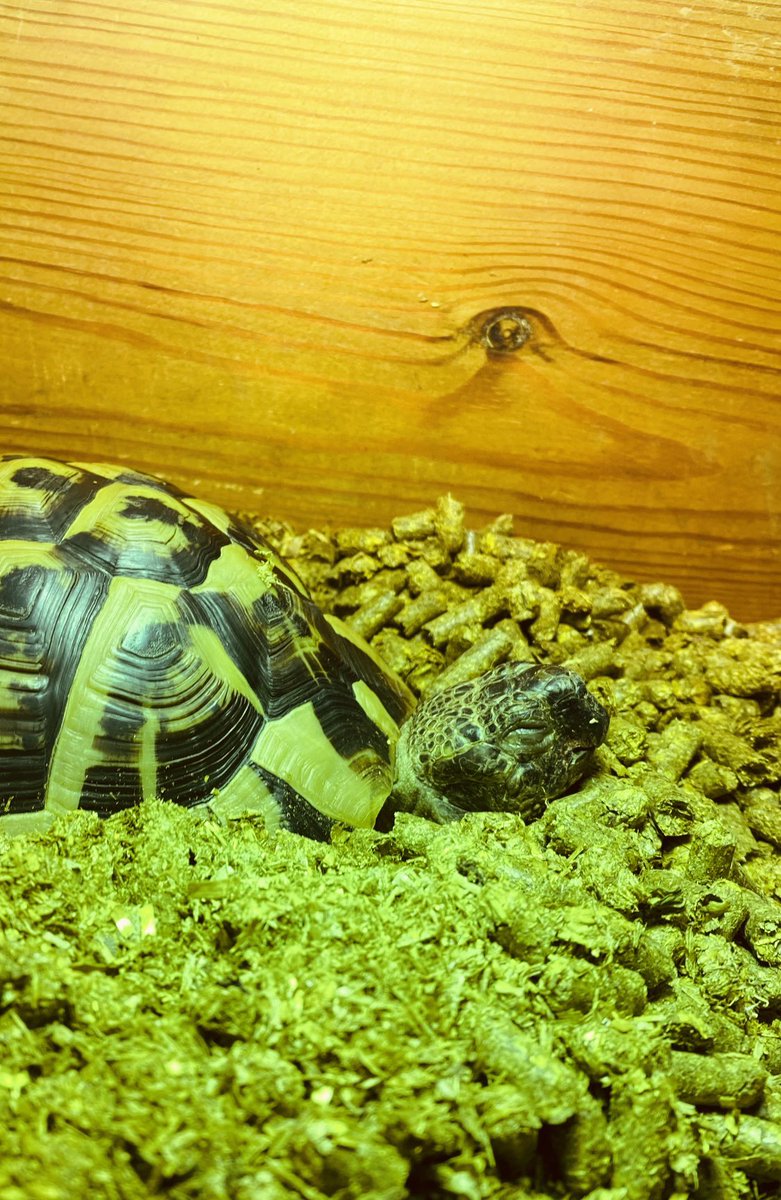 Elcop32's tweet photo. The human has been the early shift today so I had a 4am wake up call. Nope I’m staying in bed I said #flash #tortoise #earlywakeupcall #sleepy #sleepytortoise 🐢⚡️😴💤 https://t.co/EJVzyP3XTY