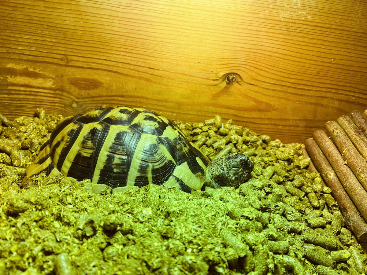 Elcop32's tweet photo. The human has been the early shift today so I had a 4am wake up call. Nope I’m staying in bed I said #flash #tortoise #earlywakeupcall #sleepy #sleepytortoise 🐢⚡️😴💤 https://t.co/EJVzyP3XTY