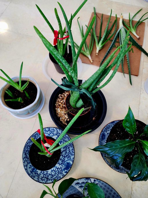 day 3 of operation save my plant babies. I'm learning from my mistakes so hopefully they will thrive