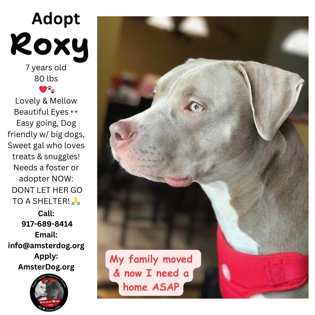 Gorgeous ROXY needs a home 🏡 🐾 House trained & Well Mannered A true lady ❤️ Located in Hauppauge, LI NY 🌞 Happy, low maintenance loyal companion with lots of love to give 🐾