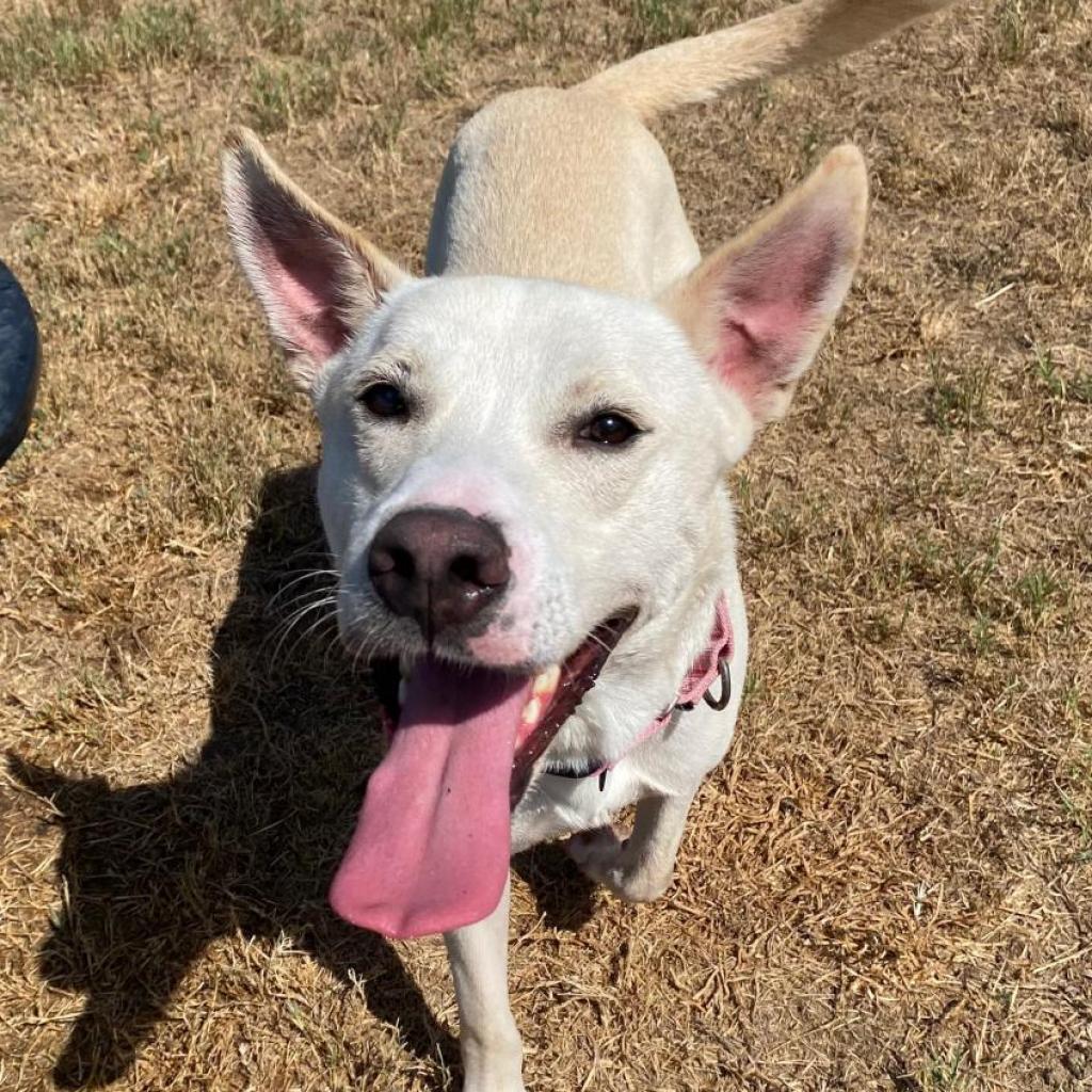 Meet Halen! He is a one-year-old bundle of fur, love, and cuddles, making him the ideal adventure buddy. ❣️ A unique blend of Husky and Labrador Retriever, he stands out in a world of dogs as one of a kind. Schedule a meet and greet at Palm Valley's Laurie P. Andrews Center! 🐶