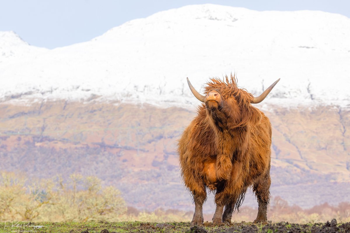 It's a wind swept #coosday 

#Scotland #VisitScotland #HighlandCoo #HighlandCow #TheKiltedPhoto #LochAwe #outandaboutscotland #scottishbanner #scottishfield #scotlandisnow