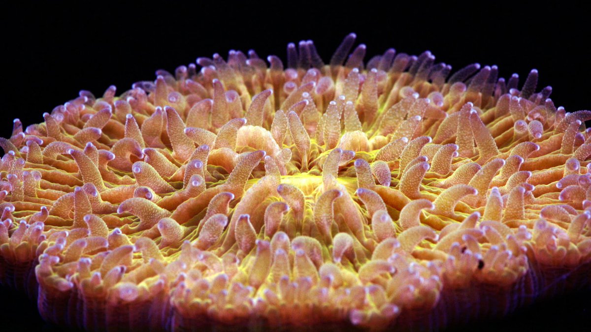 MicroEcology Lab (@microsensing) on Twitter photo 'BREATHING CORAL' is back and goes on tour in DK
It starts in Copenhagen this Friday:
kulturhusetindreby.kk.dk/nyheder/glaed-…
by visualscience.dk in collaboration with <a href="/ElenaBollati/">Elena Bollati</a> @microsensing
<a href="/BIO_UCPH/">Biologisk Institut</a> <a href="/Carlsbergfondet/">Carlsbergfondet</a> 'BREATHING CORAL' is back and goes on tour in DK
It starts in Copenhagen this Friday:
kulturhusetindreby.kk.dk/nyheder/glaed-…
by visualscience.dk in collaboration with <a href="/ElenaBollati/">Elena Bollati</a> @microsensing
<a href="/BIO_UCPH/">Biologisk Institut</a> <a href="/Carlsbergfondet/">Carlsbergfondet</a>