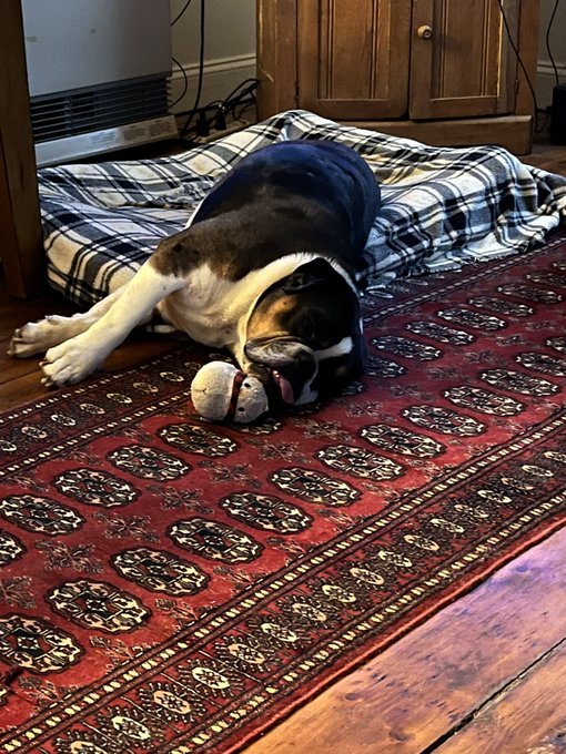 Charley exhausted after his run! https://t.co/PJEBUAXonO<a href="/tag/socool"class="tags"><span>#socool</span></a>