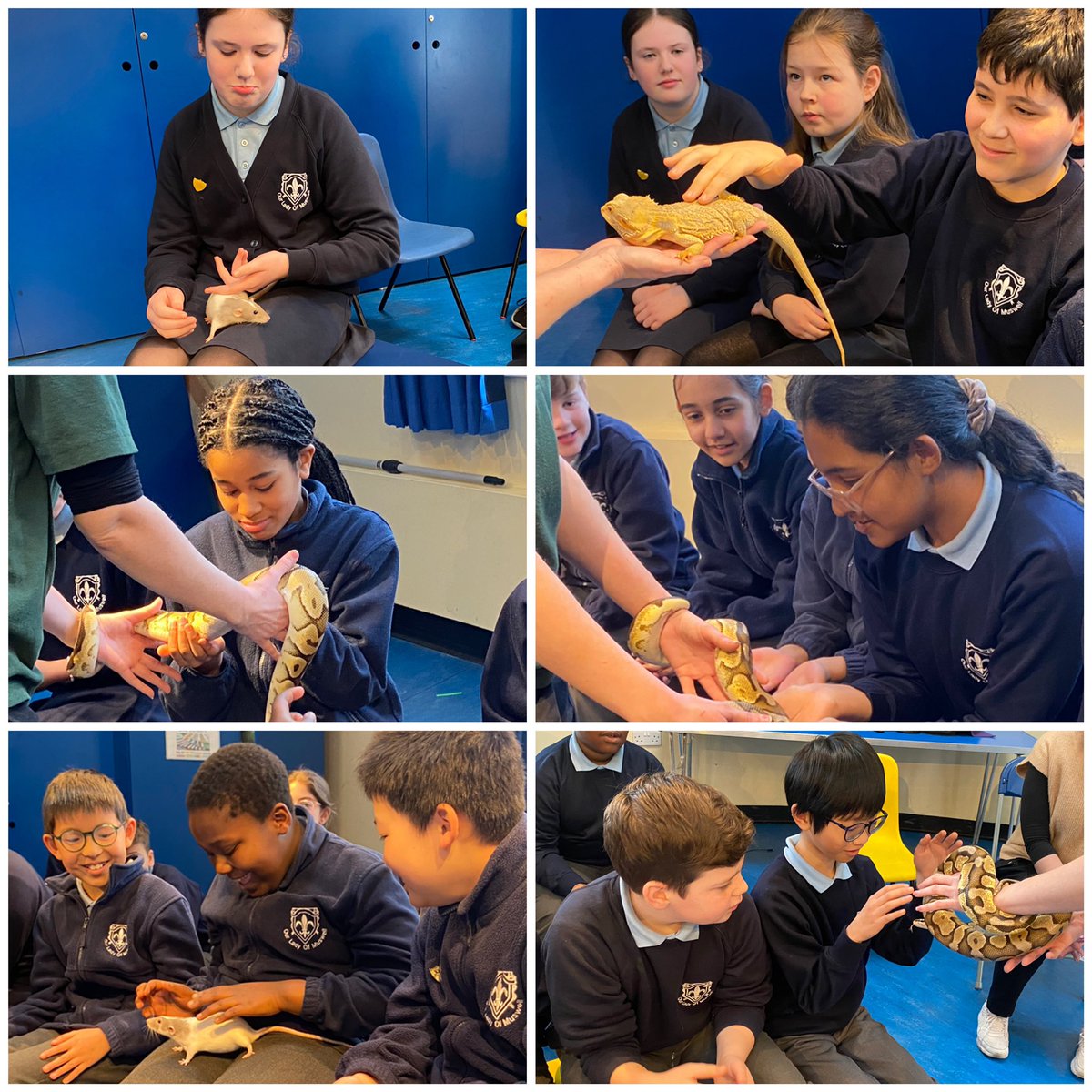 OurLadyMuswell's tweet photo. If only every Tuesday was spent like this! 🕷️🐍🐁 Y6M had a great morning learning about and meeting a range of animals including: a snake, a tarantula, a fancy rat, a bearded dragon, and a hissing cockroach. https://t.co/p4OdtWmWr4