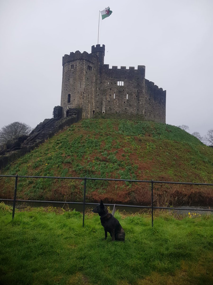 Tomorrow (Wednesday 13th) @BBCCrimewatch will have a special retired 4 legged colleague in RPD Buzz and his handler PC Stuart on the show. During his retirement Buzz has been supported by @The_NFRSA and you can learn more about this by tuning in at 10.45am on @BBCOne !