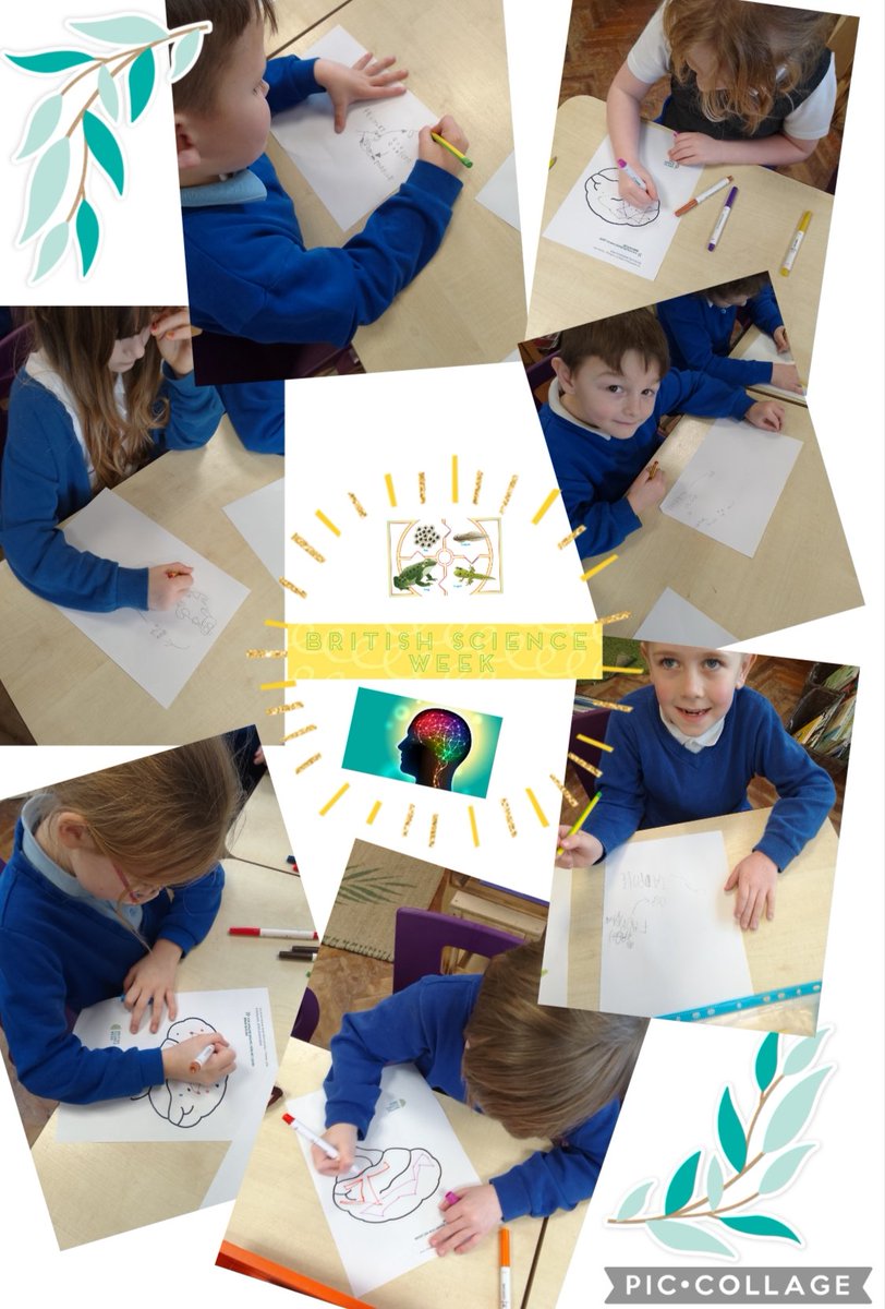 IPMATGirnhill's tweet photo. Foxes have been enjoying British Science Week so far. Today our 'time' themed activities involved learning about life cycles and also about the connections our brain makes & how these connections are built upon as we grow and learn. #IPMATGIS #GIRNHILLfoxes#GIRNHILLscience https://t.co/tXwyeJ7tMT