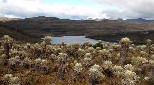 DeepSageApp's tweet photo. Colombia tiene el 50% de los páramos del planeta Los páramos son fábricas de agua, que en el futuro será el bien mas preciado de la humanidad https://t.co/6eHTl7TIJS