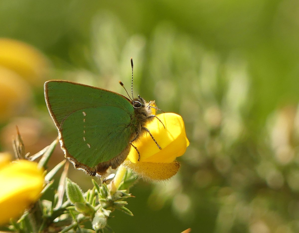 Not long to wait! 😊 #Greenhairstreak #butterfly #Spring #Buckinghamshire