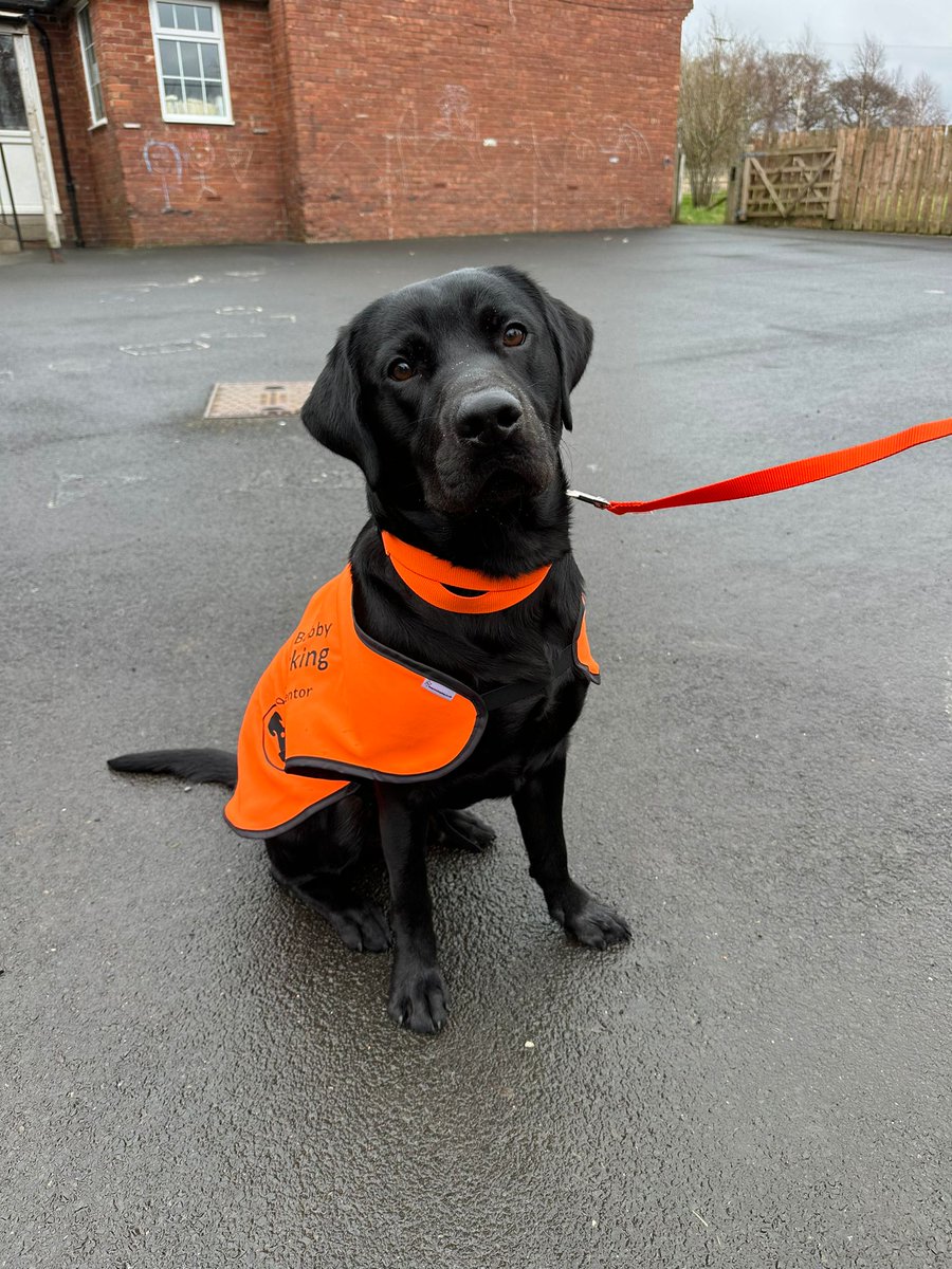 I had a wonderful day at Herdley Bank Primary School with Bobby, his owner George, and handler Tracey. Watching Bobby's amazing temperament today, it's clear that he will make a truly special impact on school life. This is why I love my job!🧡