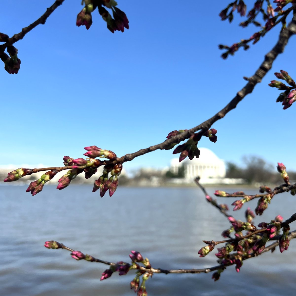 It's the #BloomWatch community's favorite announcement: we have Peduncle Elongation - the 4th of 6 stages on the path to peak bloom. 🌸🌸🌸🌸/🌸🌸 Follow online at nps.gov/cherry #cherryblossom #WashingtonDC