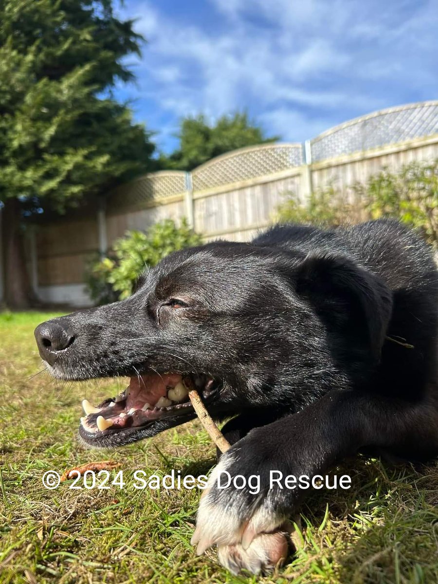 Some really lovely new photos of gorgeous #Sparky, available for UK 🇬🇧 adoption. 🥰

Sparky is just 4 years young, he is housetrained, enjoys his belly rubs & walks well on a lead...

Currently in foster in #MarketDrayton, #Shropshire.

Pls share 🙏 

#rehomehour