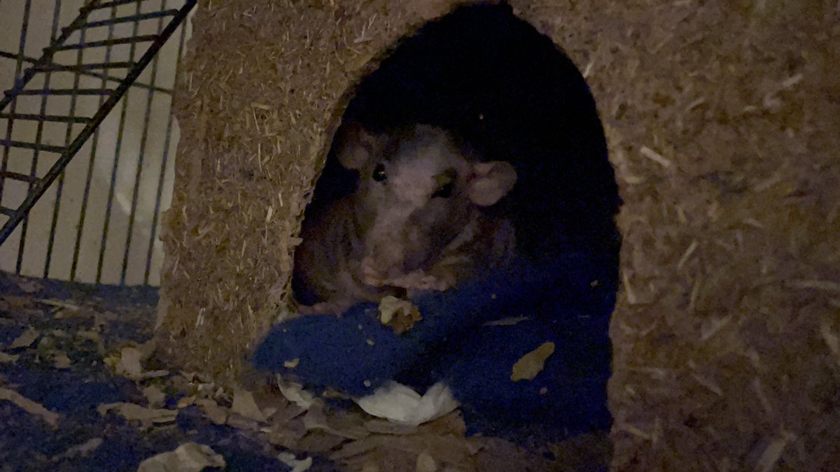 Hai Frends, smol brofur Bandit did a sneaky run to the 🌈bridge yesterday afternoon. He was stealing snak from Cooper at lunch but humins found him forever sleeping later on 😢 he habbd goob lyfe and was over 2 years old…