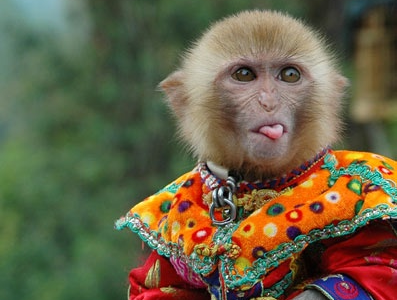 APE coin #SOLANA tweet media