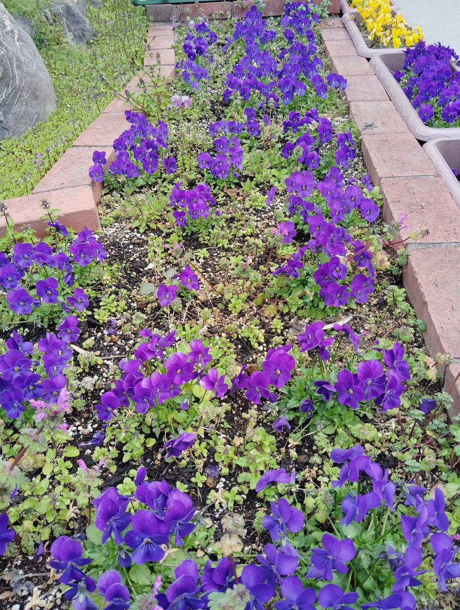 ECOFX080's tweet photo. 紫のパンジーの花言葉を使って AIに文章を作ってもらいました。
彼女は「思慮深」く、どんな困難な状況でも冷静に対処することができました。彼女の「誠実」さは人々に信頼感を与え、彼女の「揺るがない」魂は常に正道を歩むことを約束していました。そのため、彼女は周囲から深く尊敬されていました。 https://t.co/pvWsh4jrPS