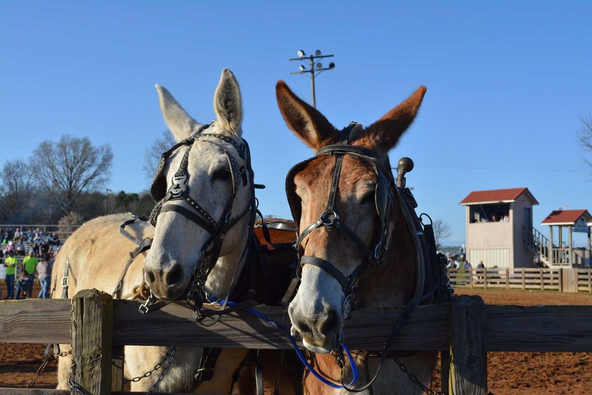 We invite you to celebrate Columbia's greatest tradition, Mule Day, on April 4-7! ✨👏 Find all the details at muleday.com #CityofColumbiaTN #MuleDay #ColumbiaTN