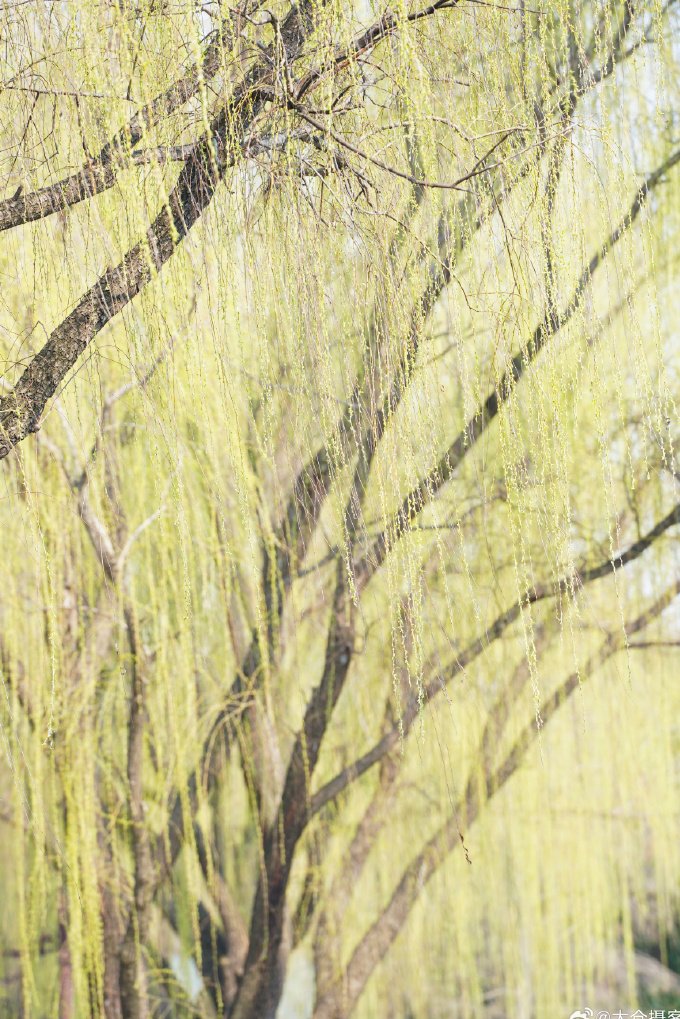 一树春风千万枝，嫩于金色软于丝 🍃