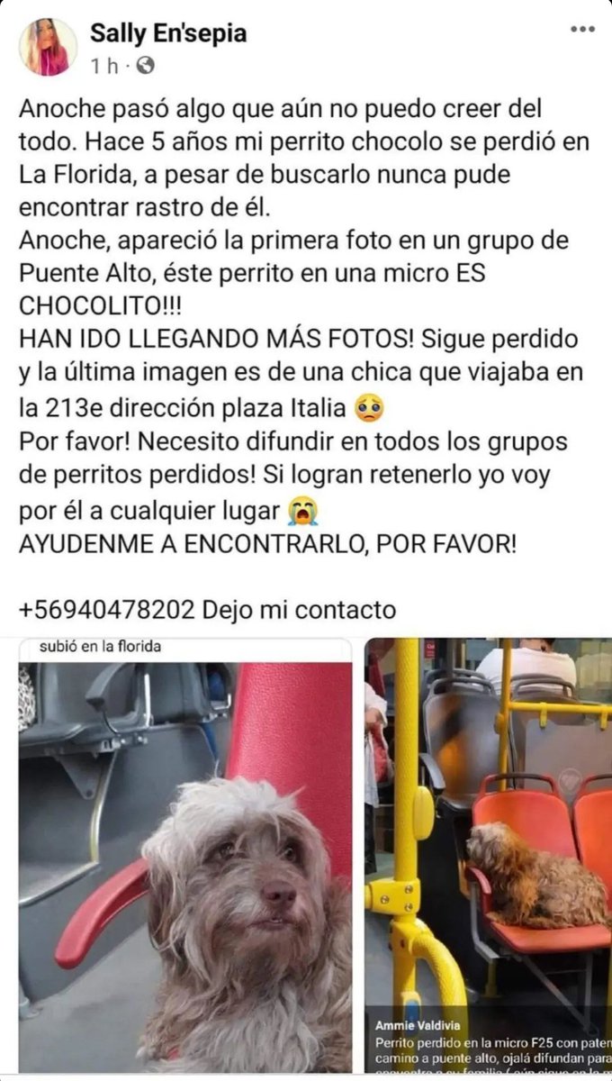 monseoooh's tweet photo. @alegriagonzaa @carolinapinoc por favor ayuden a difundir a Chocolito #Chocolo #Chocolito https://t.co/C9oNzz4CBm