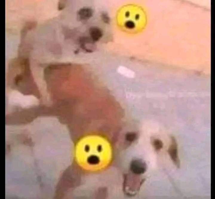 Tao 🍋 tweet media