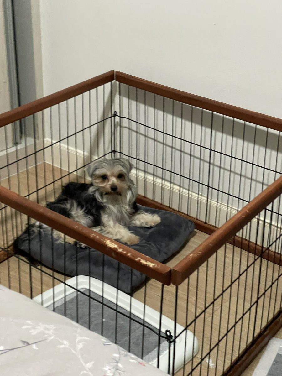 mathaster's tweet image. แกงซ์พาเฟต์