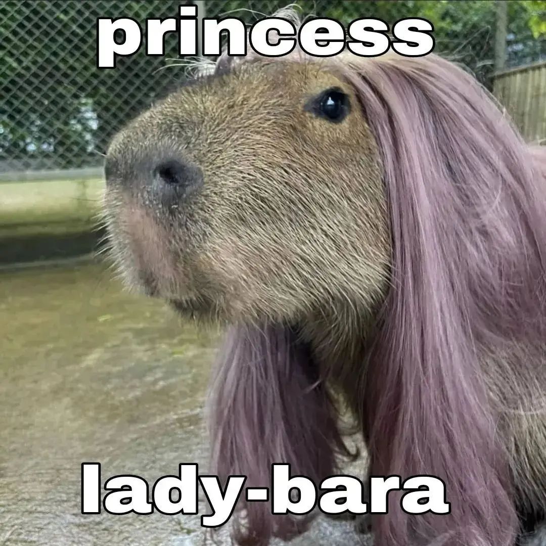 Capybara tweet media