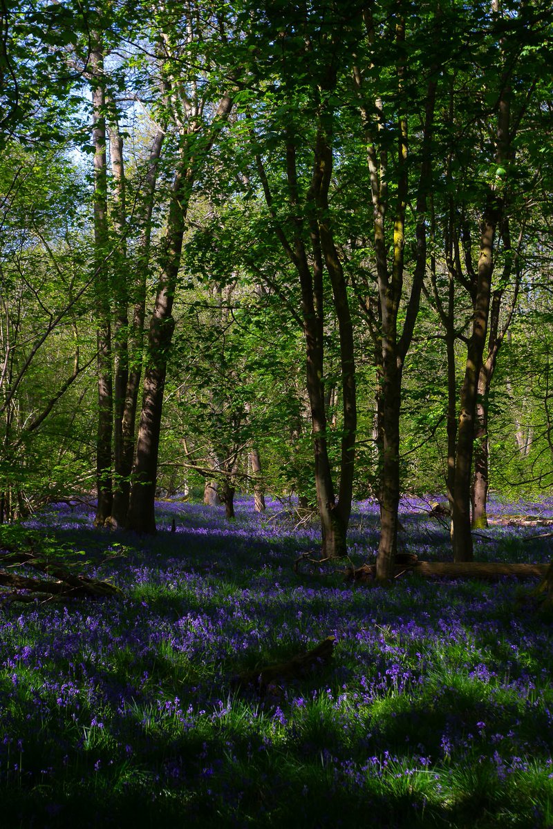 More memories of late Spring 2018. At this point I’ll be grateful for some proper sunny days #Bluebells #Spring #Wildflowers #AshridgeEstate #NationalTrust #Berkhamsted #Hertfordshire #EastOfEngland #Nature #Outdoors #Woodland #ForestBathing #ShinrinYoku #HealthyMindAndBody