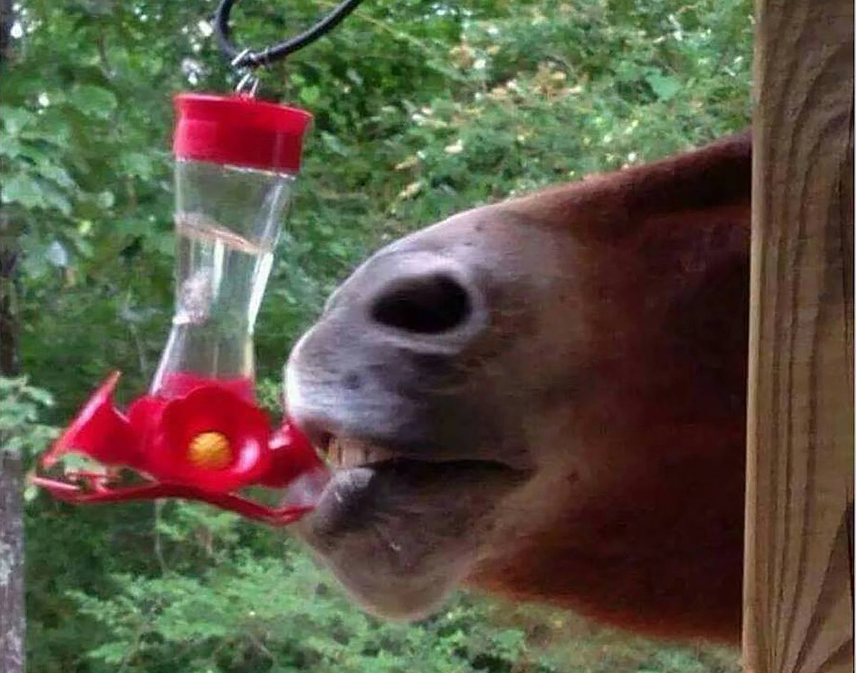 Traces of Texas reader Steve Sperry sent in this photo and asked if I know what kind of hummingbird is on his feeder. I am not a trained ornithologist but that I'm sure the collected brainpower of the Traces of Texas readers would know. Any ideas? We'll figure this out!