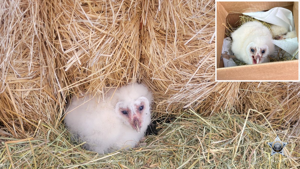 OSP recently came to the aid of a pair of grounded baby American Barn Owls in Baker County. The owlets had been found on the ground near a large haystack. Troopers retrieved the orphaned owlets, which were transported to @MyODFW for further care.