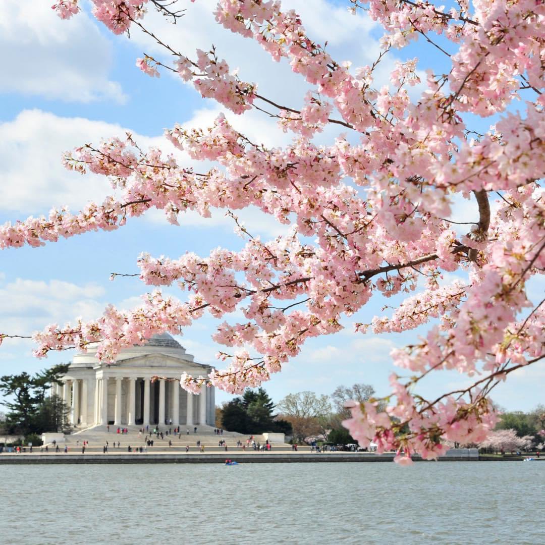 Mark your calendars! 🌸 March 23-26 are the projected peak bloom dates for the DC's cherry blossoms! 

#northernvirginia #DC #cherryblossom