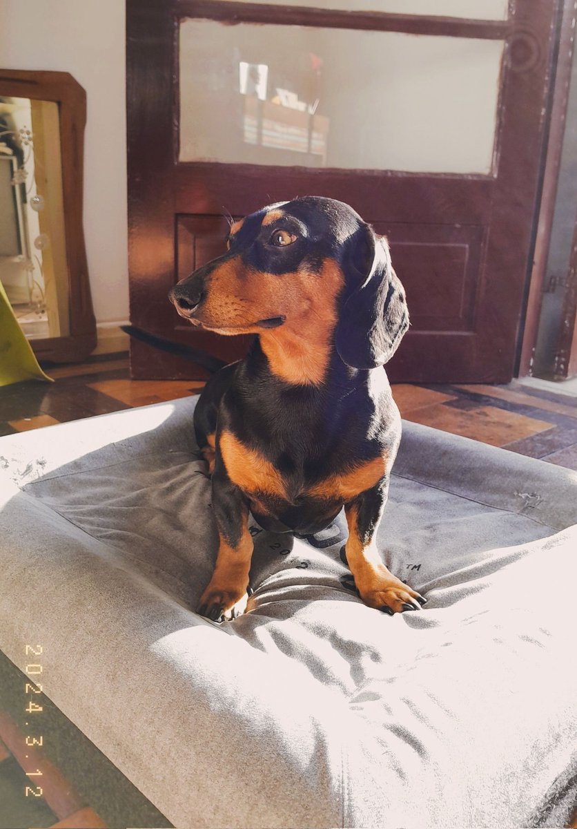 brunaborio's tweet photo. me chamo Blues, moro em porto alegre/rs e tô aceitando jobs para pagar a minha ração. tenho 3 anos e sou um cachorro folgado, engraçado, carente e arruaceiro, tenho duas paixões no meu peito, a chiquinha e a juju, e uma mana mais velha chamada Jazz.  🐾😘 

@salsichinhas 🌭 https://t.co/h0TZ7ndvoI