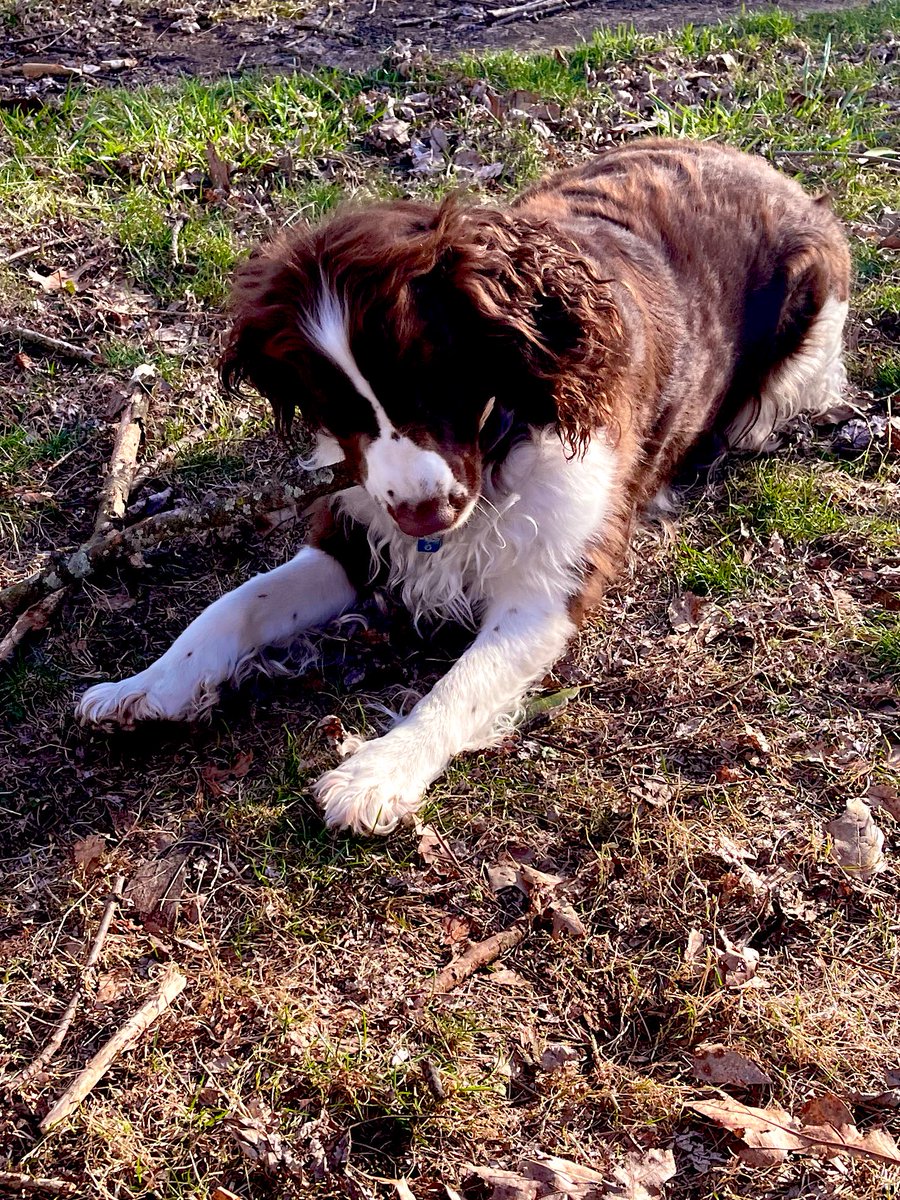 Sharibearpaws1's tweet photo. The sun is shining and weβre having a glorious day. πβοΈ The geese are flying in a βyβ pattern overhead and chattering a little song. Happiness is outdoors with a stick..or two..or ten. #IRIS #EnjoyingTheSimpleThings π
#TonguesOutTuesday π
π· Spring is in the air. π·πΎ#BOOPSπ https://t.co/MG6ptL9SWZ