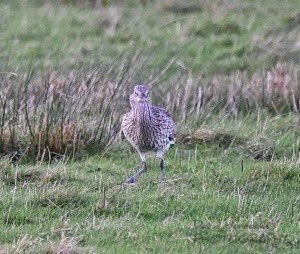 David Horrocks tweet media