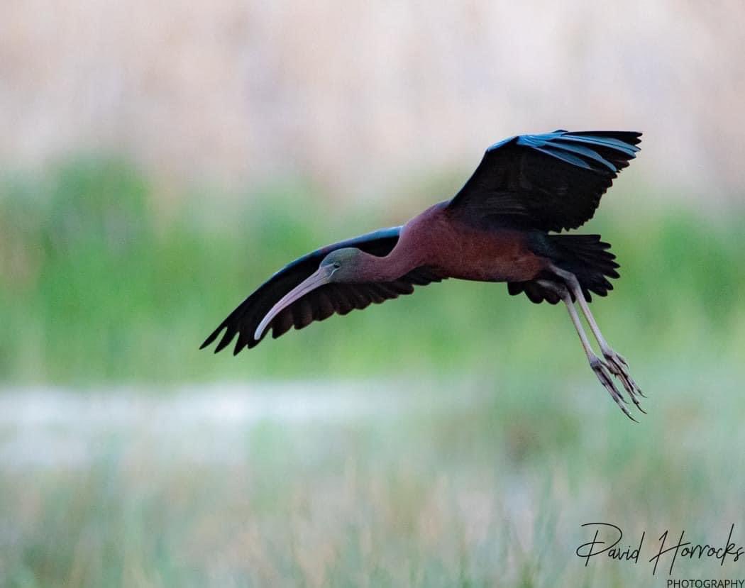 David Horrocks tweet media