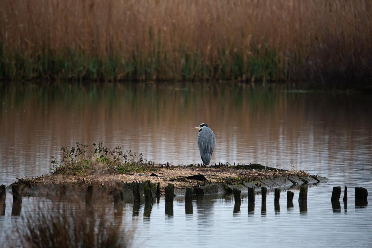 David Horrocks tweet media