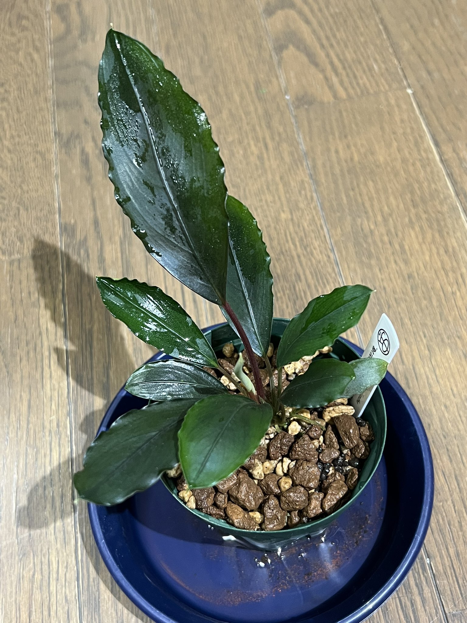 ブセファランドラ　ウンティコン　TB ブセファランドラ ウンティコン TB