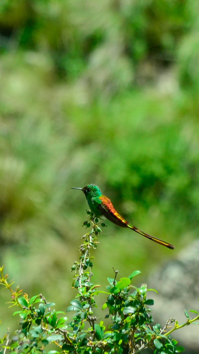 tucky997's tweet photo. Les comparto una fotito de Picaflor Cometa (Sappho sparganurus) de El Infiernillo, Tucumán, enero 2024, quizás el mas facha del país, y subvalorado por ser "común"
#AvesArgentinas
#BirdsSeenIn https://t.co/HSpGnDhe32