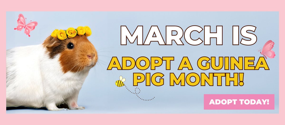 Celebrate Adopt a Guinea Pig month the right way... by bringing home one of our available cavies!

To view all available guinea pigs (including Camilla, featured below) please visit montgomerycountymd.gov/animalservices…