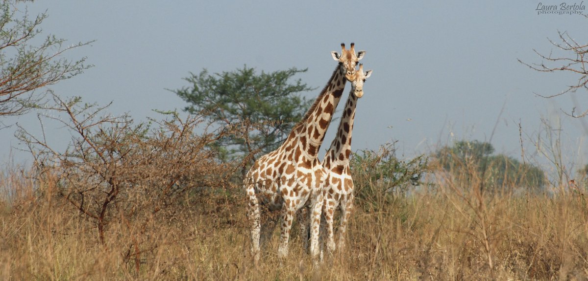We know that giraffes show deep population structure, even between populations in close geographic proximity. Interbreeding between these lineages is rare, but it does occur in captivity. So, what happened in their evolutionary history? 📷 Cameroon - Waza NP