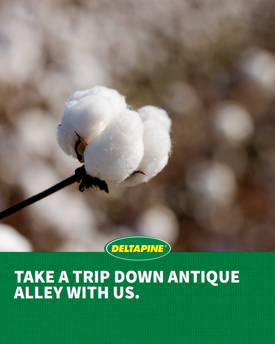 "Antique Alley" is a test plot of historic cotton varieties at Scott Learning Center. Today's #Deltapine products outperformed them in average yield, harvestable bolls and gross revenue potential. By a lot. See the whole report. 👉 deltapine.co/3vauCaK
#StrongCotton