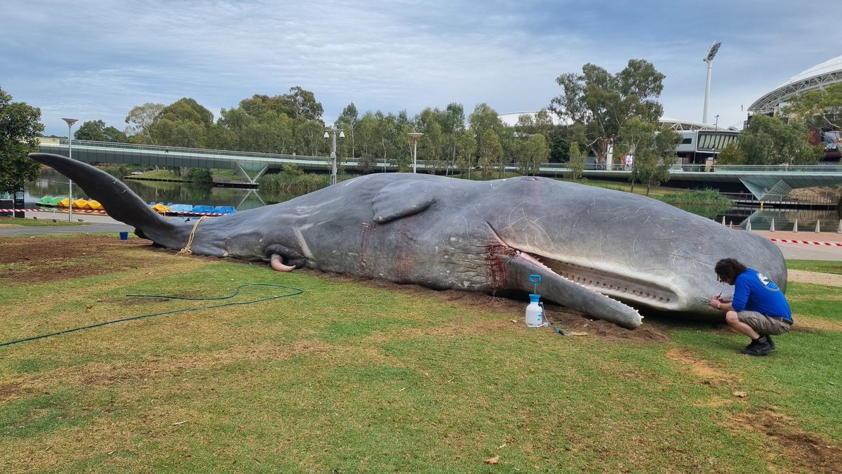Not often that a sperm whale washes up from the Torrens River #AdelaideFestival