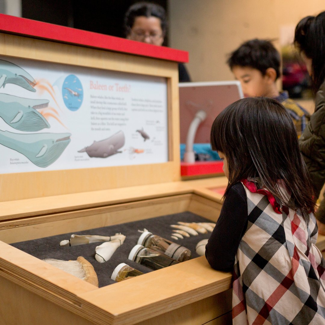 We’ll be celebrating the museum’s collections during #SpringBreak2024. From March 16-31, we’ll focus on one of our collections every day. Be sure to visit on your favourite day, and we hope you visit multiple times to see it all! beatymuseum.ubc.ca/spring-break-2… #biodiversity #springbreak
