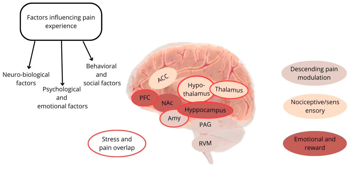 The complex interplay of pain & stress. mdpi.com/1648-9144/60/2…