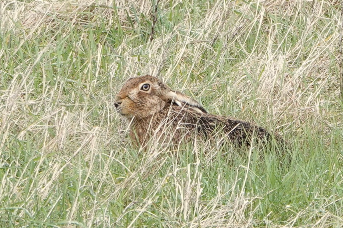 Janice Sutton tweet media