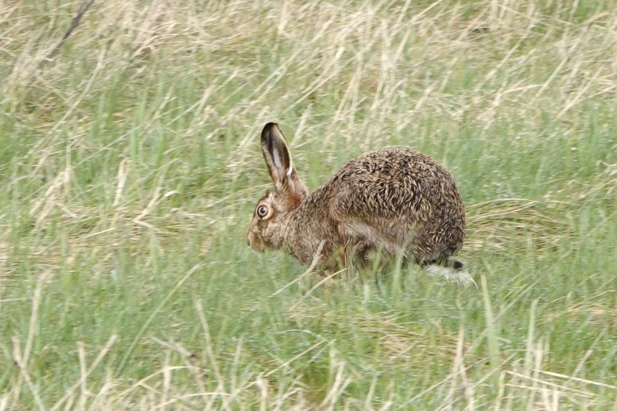 Janice Sutton tweet media