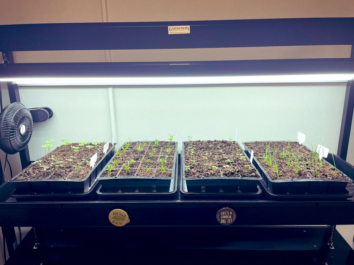 It should come as no surprise that to harvest from our garden in the summer, we must start planting in the spring 

Kudos to garden chief <a href="/AlexandraCardy/">Alex Cardy</a> &amp; our residents for getting our seedlings started! 🧑🏾‍🌾👩‍🌾👨🏼‍🌾🪴🥕🥒🍅🥬🧅
