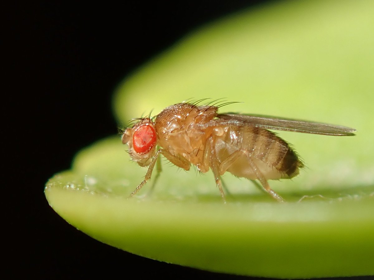 La Trobe University (@latrobe) on Twitter photo Researchers have long known that diet had a role to play in treating Inherited Metabolic Disorders. The problem is that each one is unique — so rare, that medicine did not have the tools to develop new treatments.
Enter the fruit fly. brnw.ch/21wHOB8 <a href="/TravisKJohnson/">Johnson Lab</a> Researchers have long known that diet had a role to play in treating Inherited Metabolic Disorders. The problem is that each one is unique — so rare, that medicine did not have the tools to develop new treatments.
Enter the fruit fly. brnw.ch/21wHOB8 <a href="/TravisKJohnson/">Johnson Lab</a>