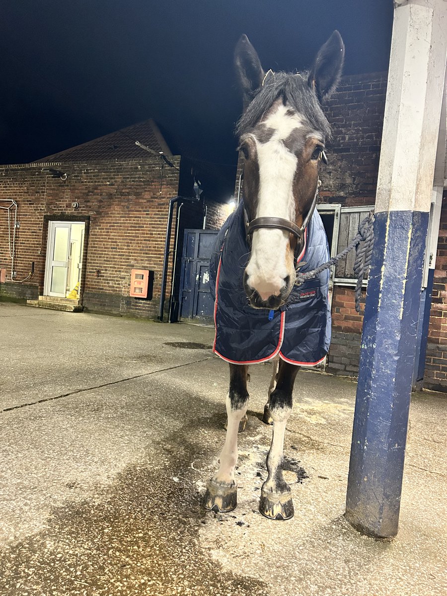 MerPolMounted's tweet image. Late night pamper session for Arnie! 
He’s been so busy this last week I’ve not had chance to do his legs. 
Only issue is, am going to be itchy all night! 

#StandTall #PHArnie #PamperNight #FreshTrim