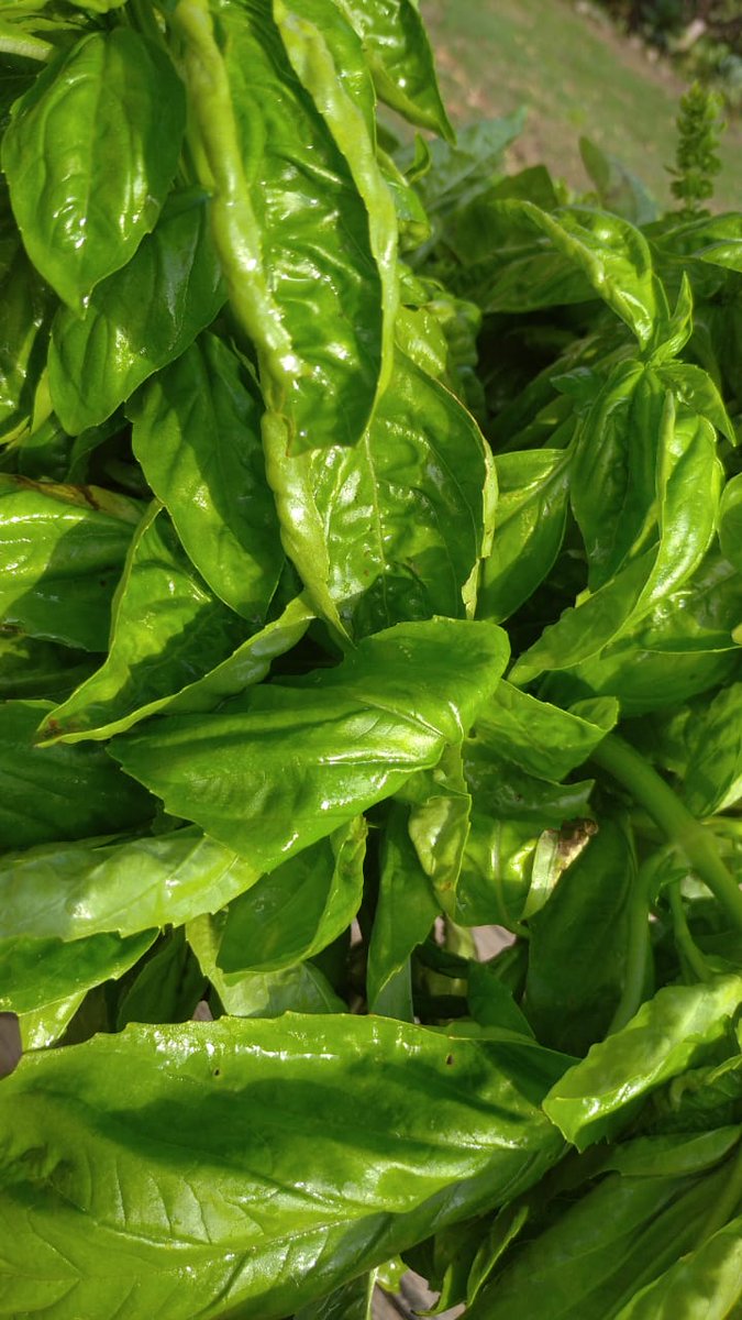anna_72bis's tweet photo. 12 cm de Hoja!
#albahaca #Agroecologica
#BASILICO #Agroecologico https://t.co/oRgSQUwyF7